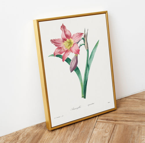 Framed botanical print of a pink amaryllis flower on a wooden surface with a white wall background