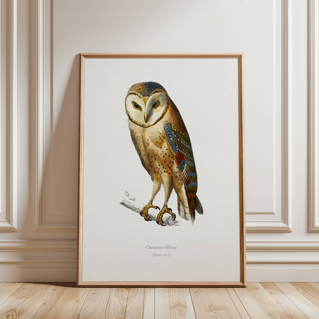 Framed artwork of an owl illustrated by Charles Dessalines D'Orbigny on a white background