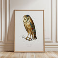 Framed artwork of an owl illustrated by Charles Dessalines D'Orbigny on a white background