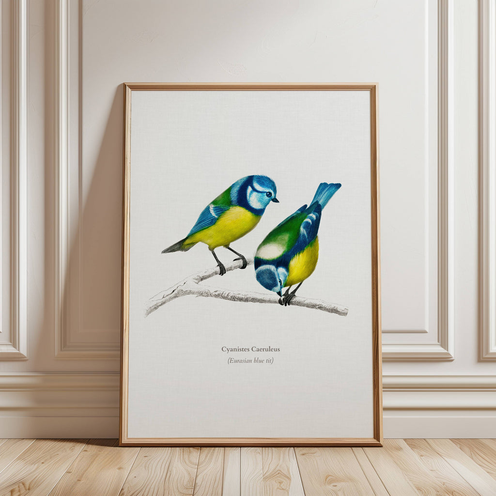 Framed artwork of two birds on a branch illustrated by Charles Dessalines D'Orbigny against a white background