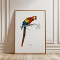 Framed artwork by Charles Dessalines D'Orbigny of a colourful parrot on a branch against a white background