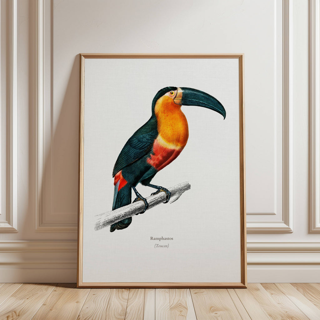 Framed artwork of a toucan illustration by Charles Dessalines D'Orbigny on a white background