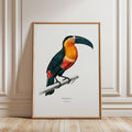 Framed artwork of a toucan illustration by Charles Dessalines D'Orbigny on a white background