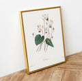 Framed botanical illustration of cyclamen flowers on a wooden surface with a white wall background