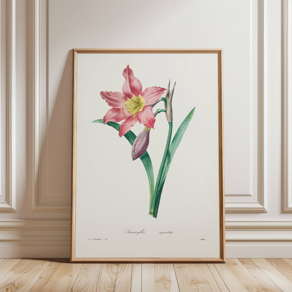 Framed botanical illustration of a pink flower art print against a wall.