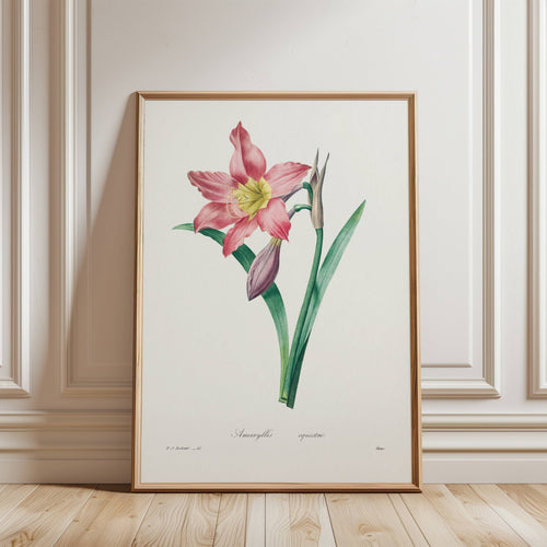 Framed botanical illustration of a pink flower art print against a wall.