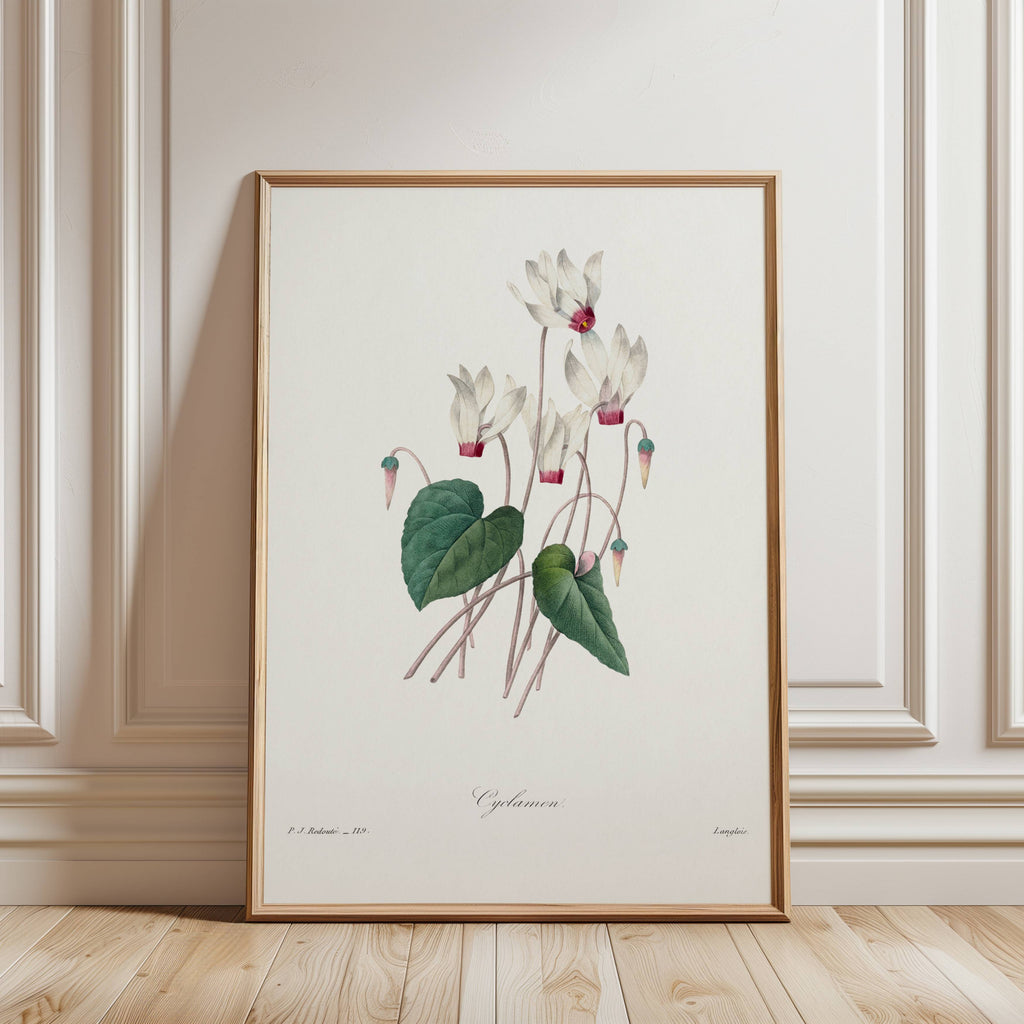 Framed botanical print of a cyclamen plant on a wall with wooden floor