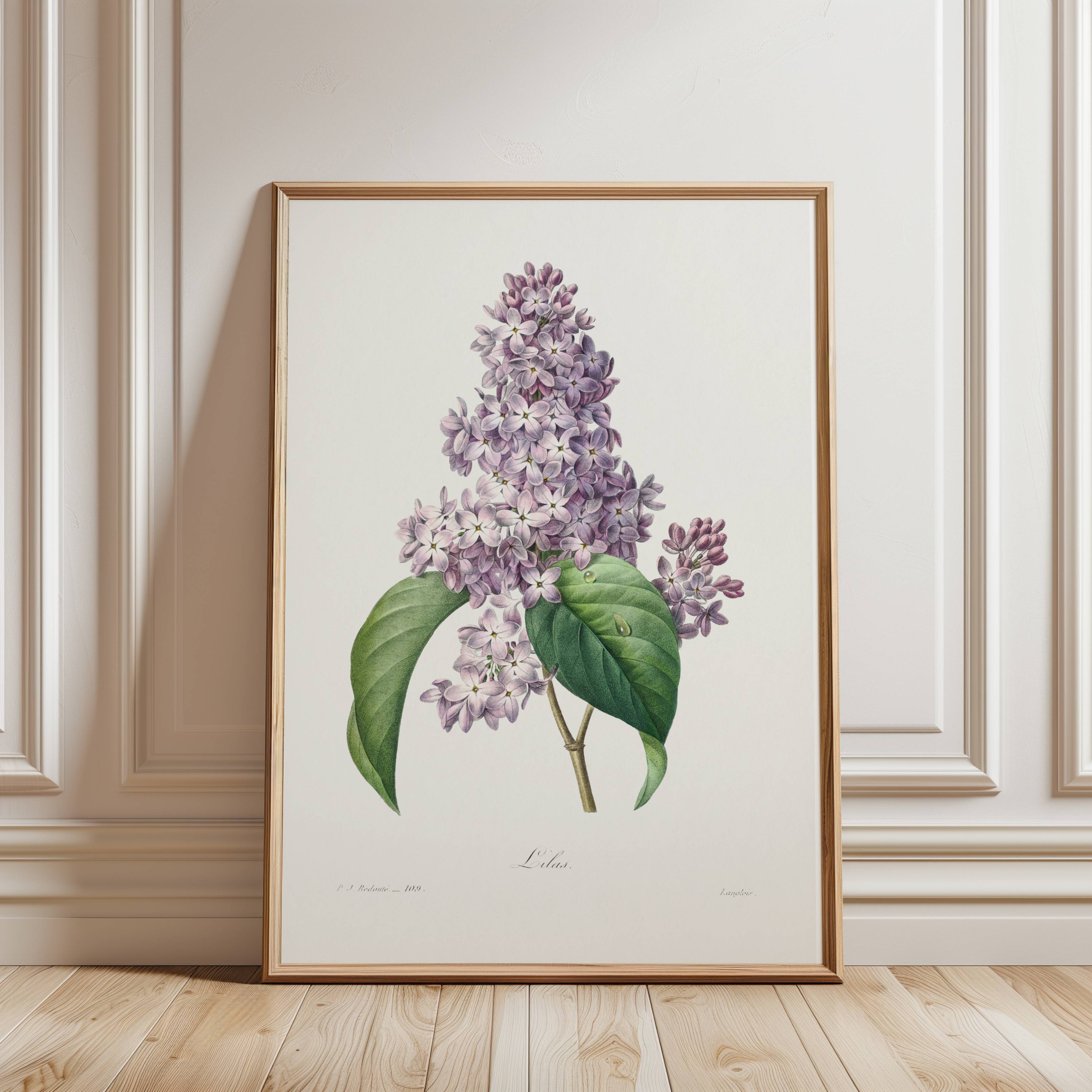 Framed botanical print of a vintage illustration of a lilac flower on a wall.