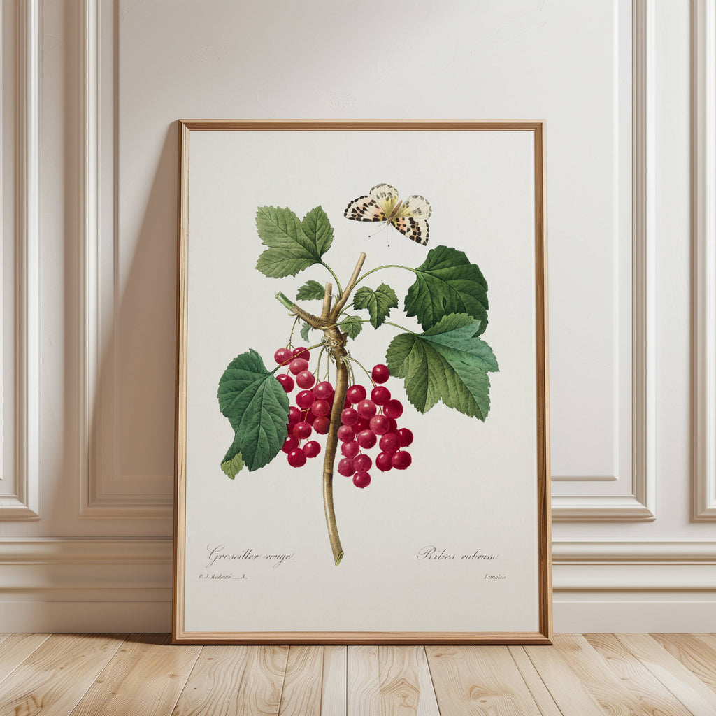 Framed botanical print of red currants and a butterfly on a white wall.