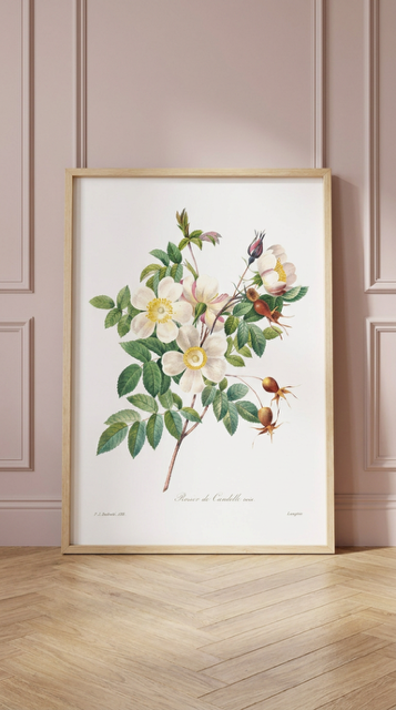 White Rose Vintage Flower Print