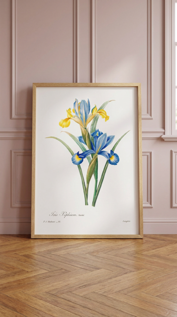 Iris Vintage Flower Print