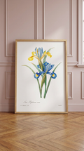 Iris Vintage Flower Print