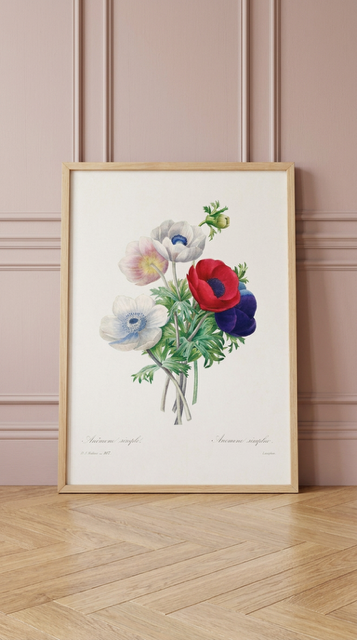 Anemone Vintage Flower Print