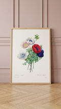 Anemone Vintage Flower Print