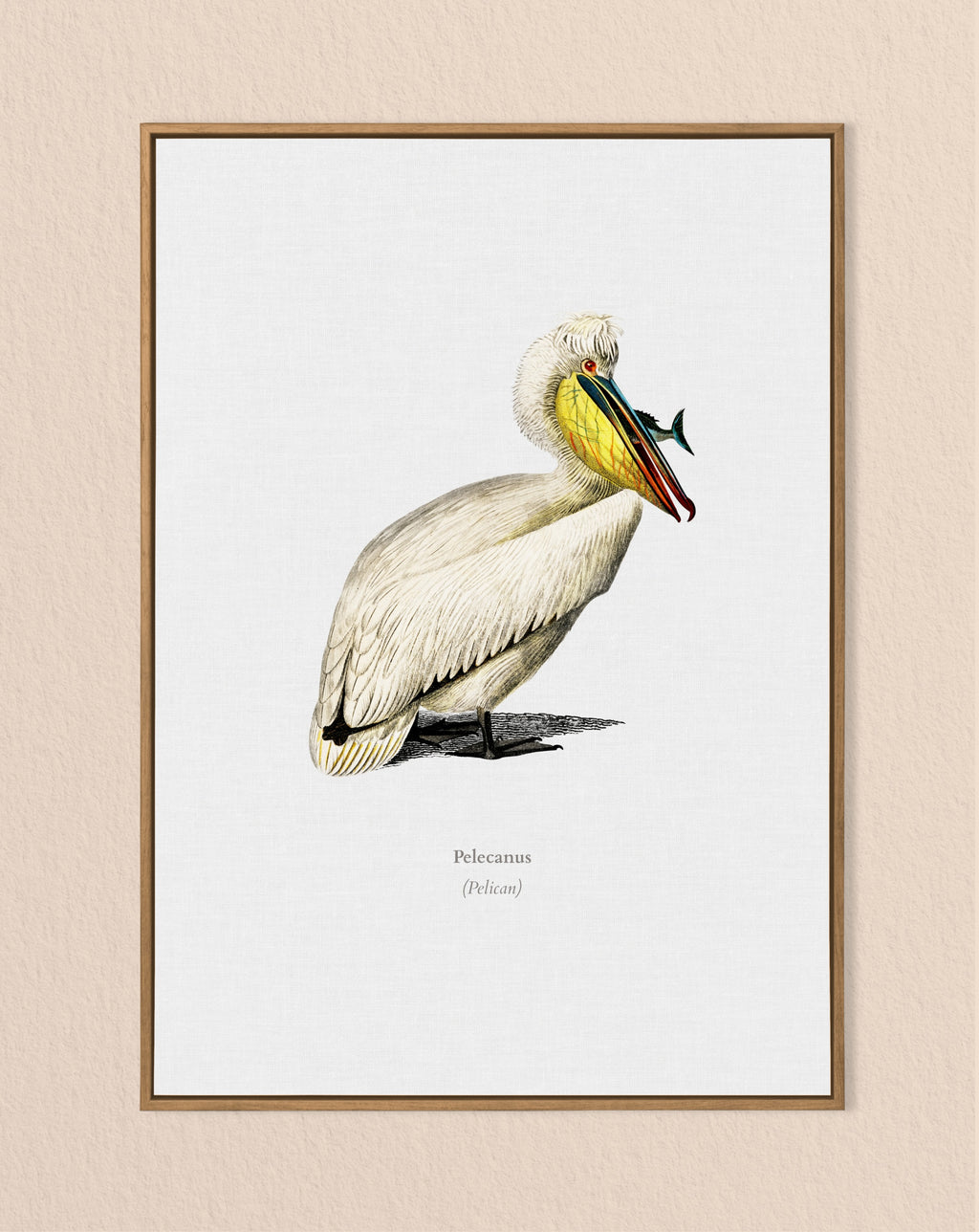 bird lover print - pelican wall art - vintage print - nature lover gift