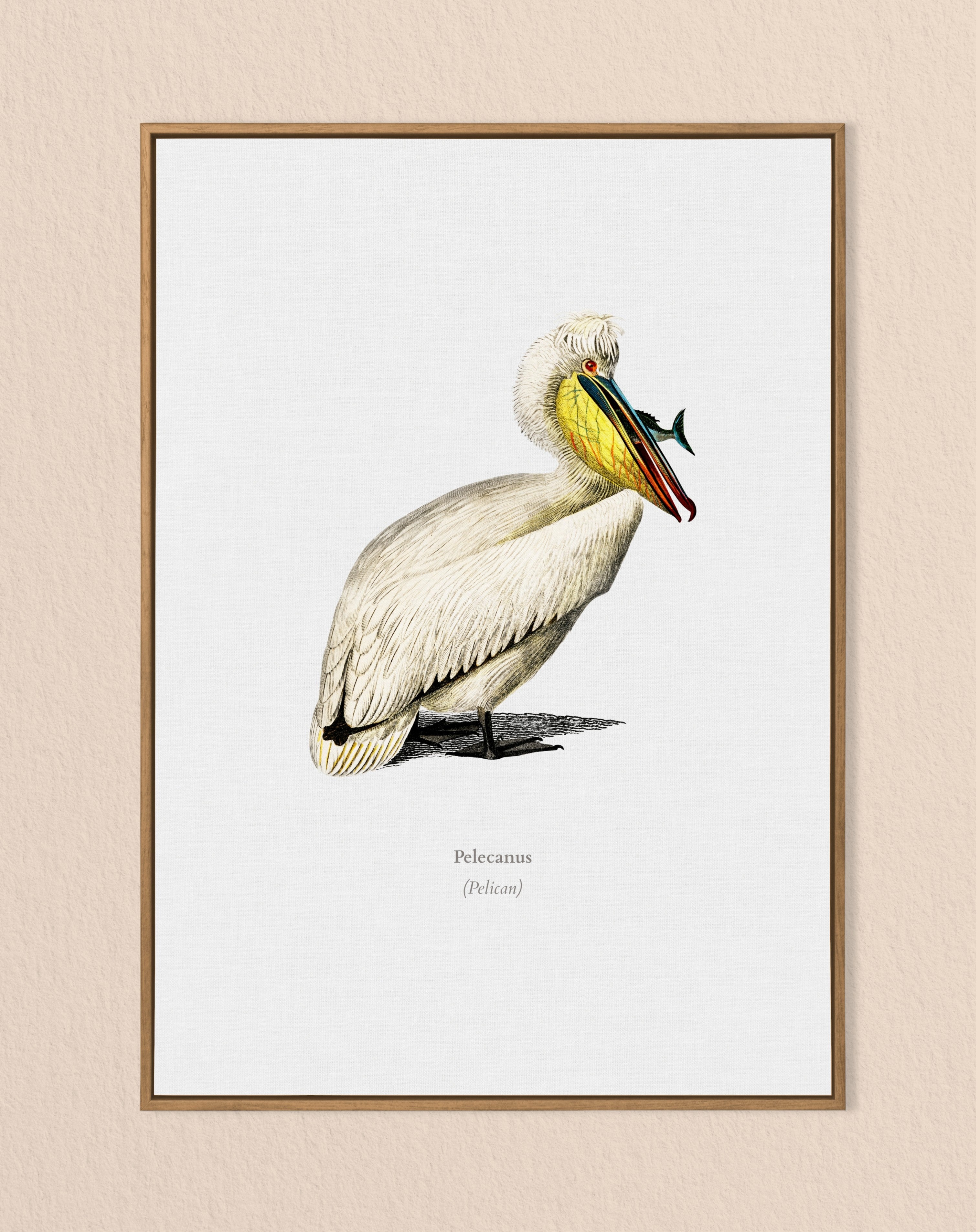 bird lover print - pelican wall art - vintage print - nature lover gift