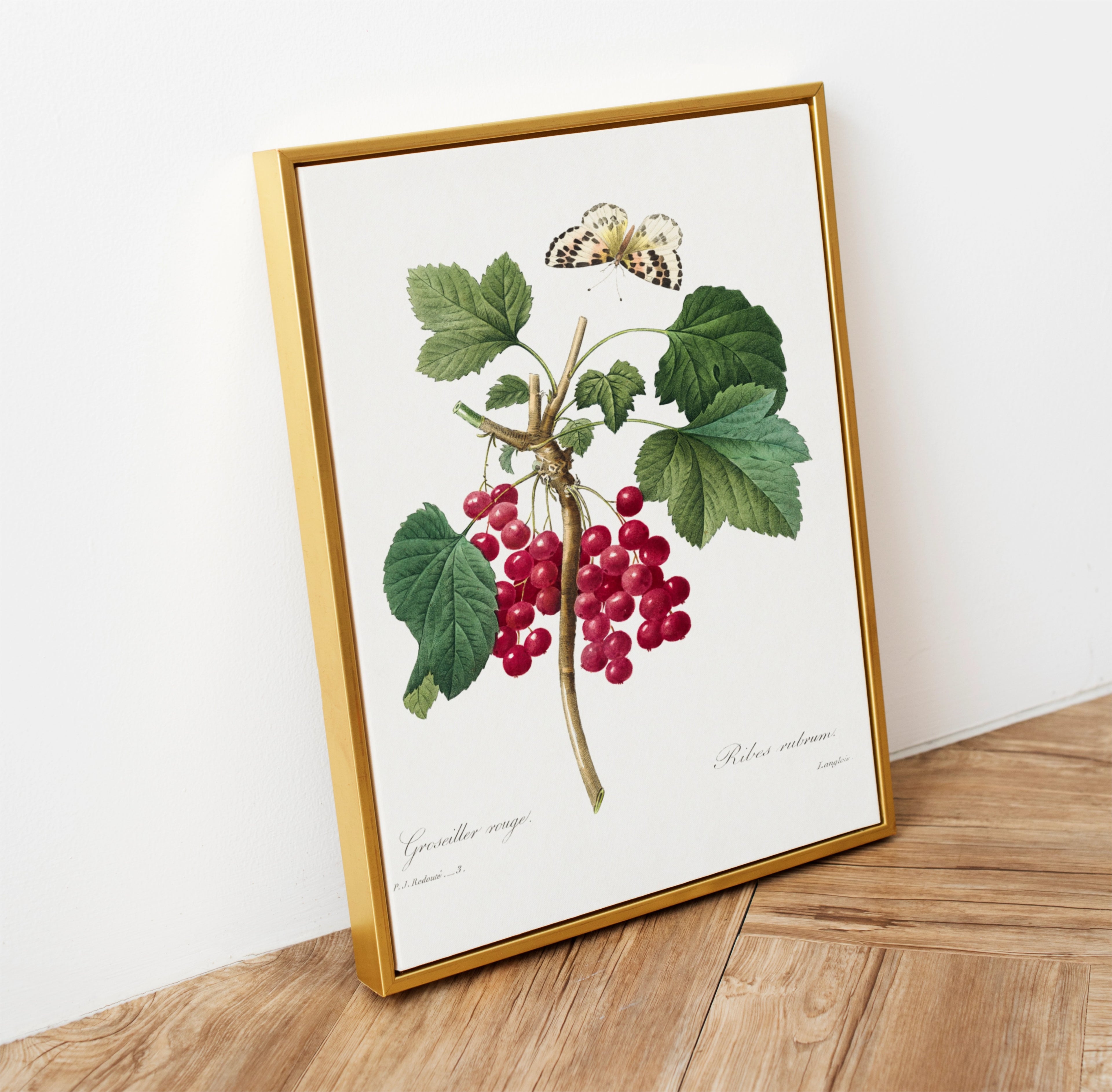 Framed botanical print of red berries and green leaves on a wooden surface.