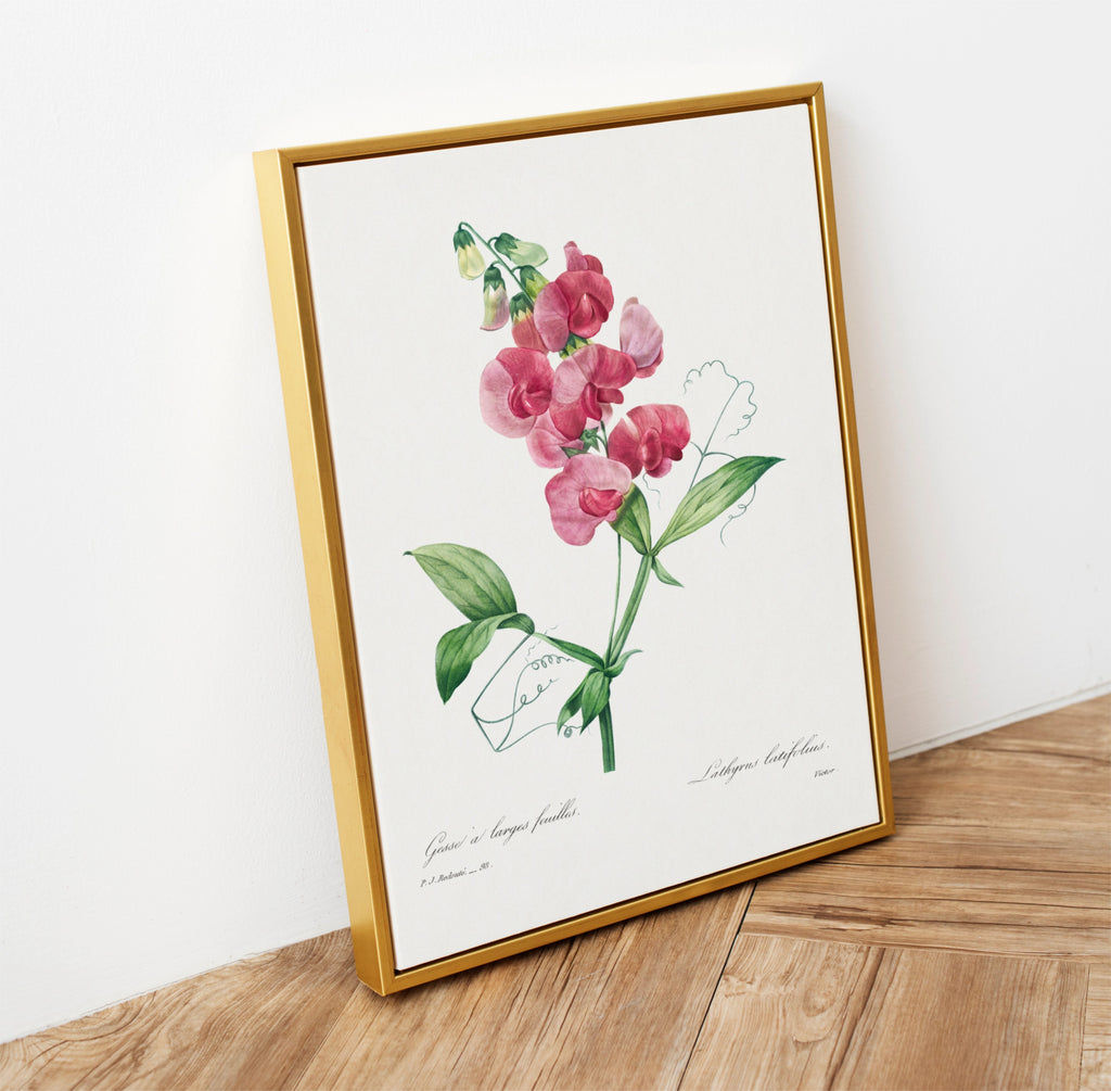 Framed botanical print of pink sweet pea flowers on a wooden floor with a white wall background