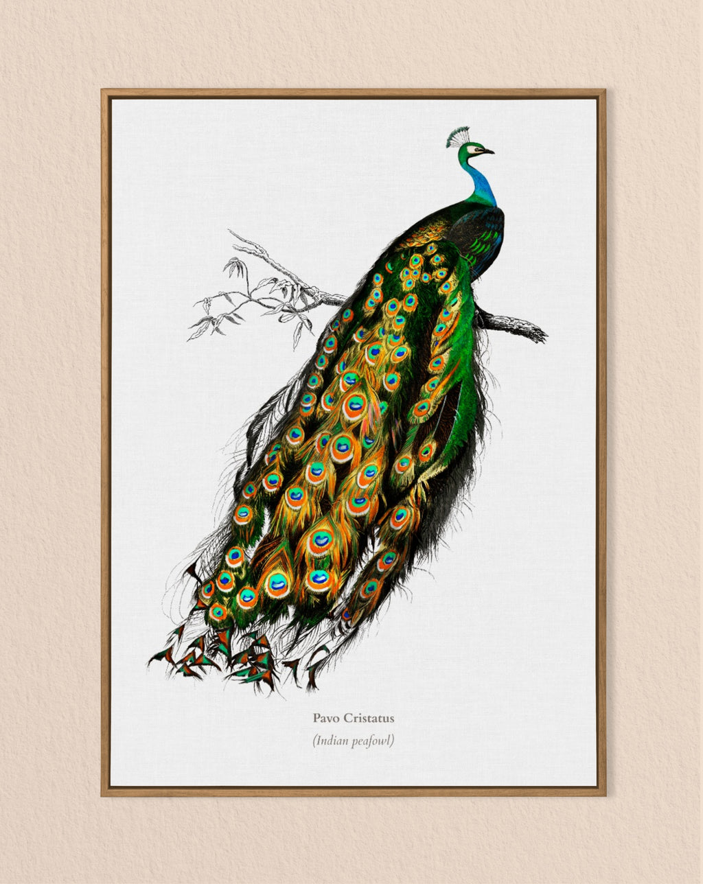 A fine art giclée print of a vintage Indian Peacock illustration, featuring a detailed depiction of a peacock 