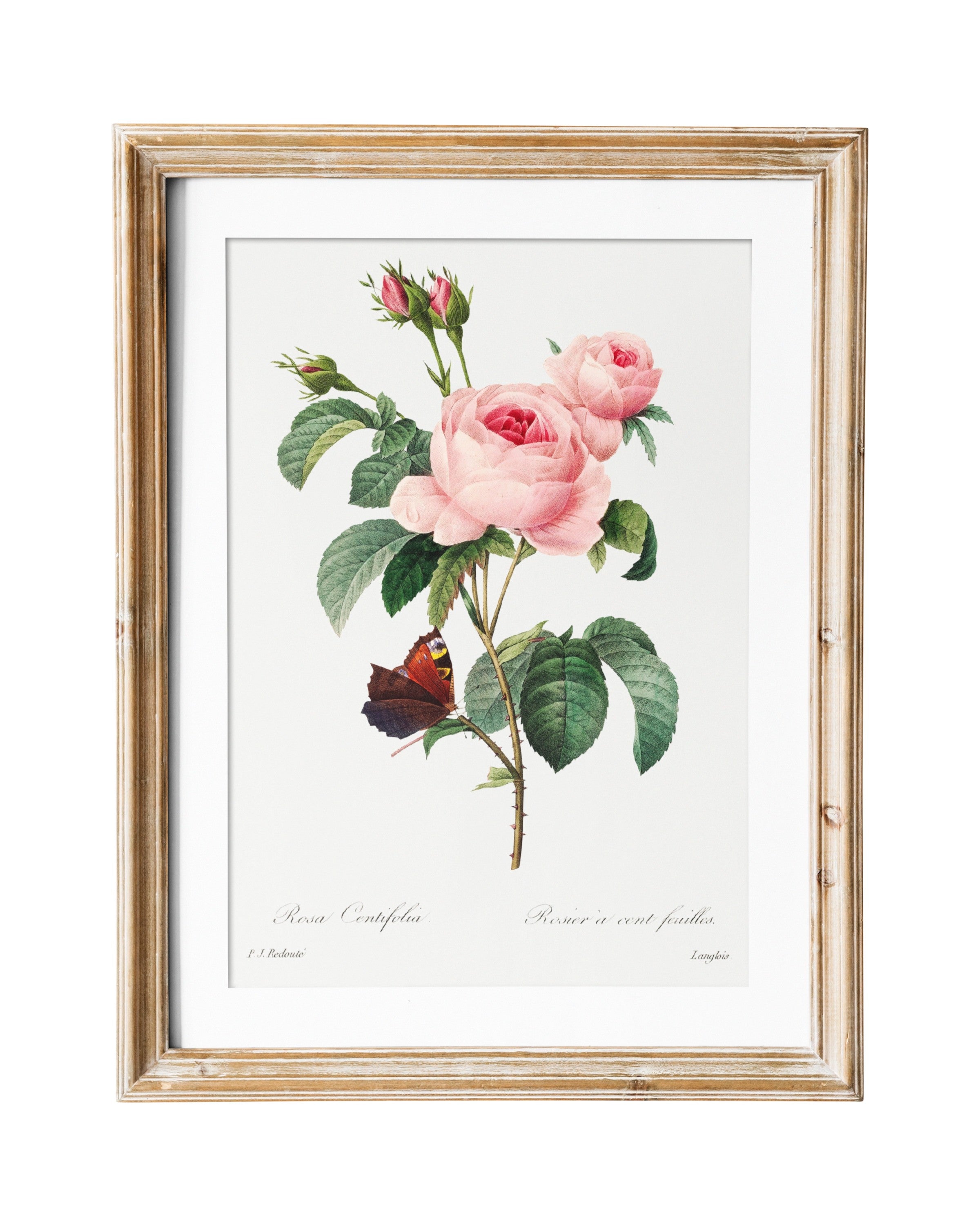 A giclee print of a vintage rose flower illustration by Pierre-Joseph Redoute, 