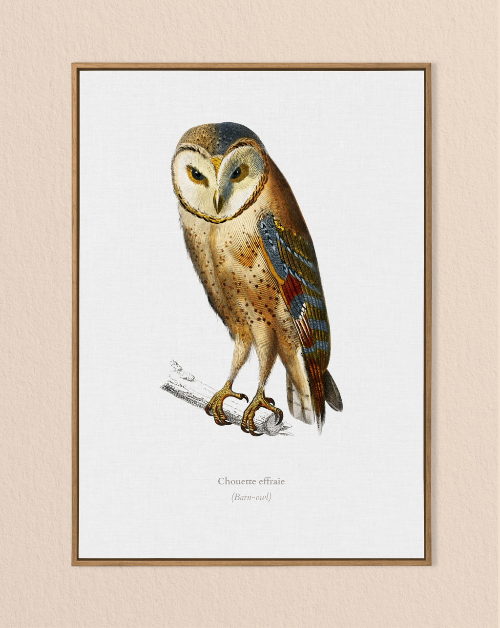 bird lover gift - barn owl - owl print