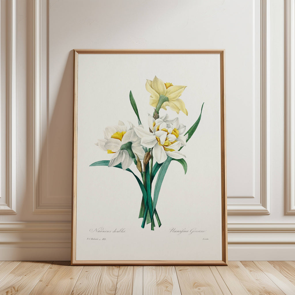 Daffodil Vintage Art Print