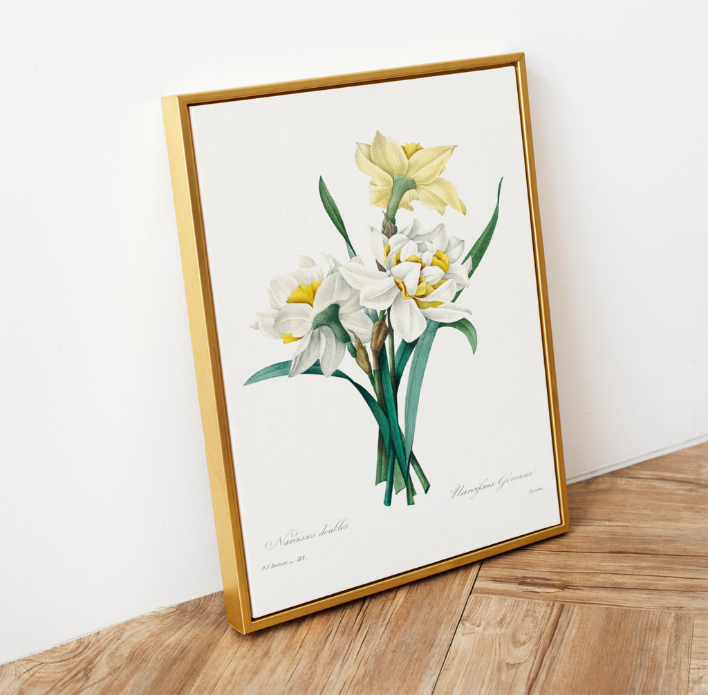 Daffodil Vintage Art Print