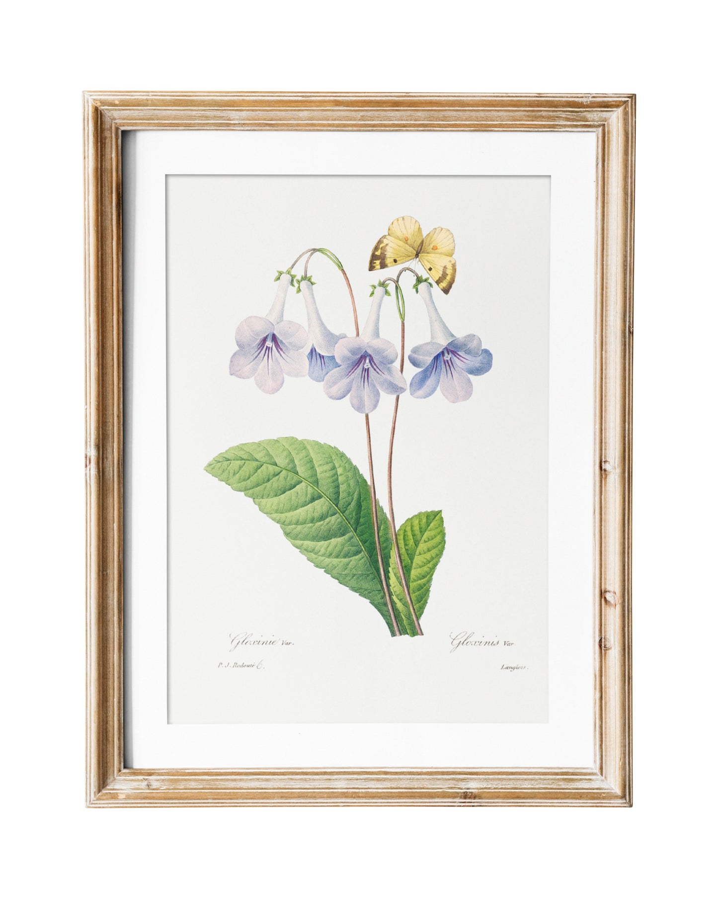 Gloxinia Vintage Flower Print