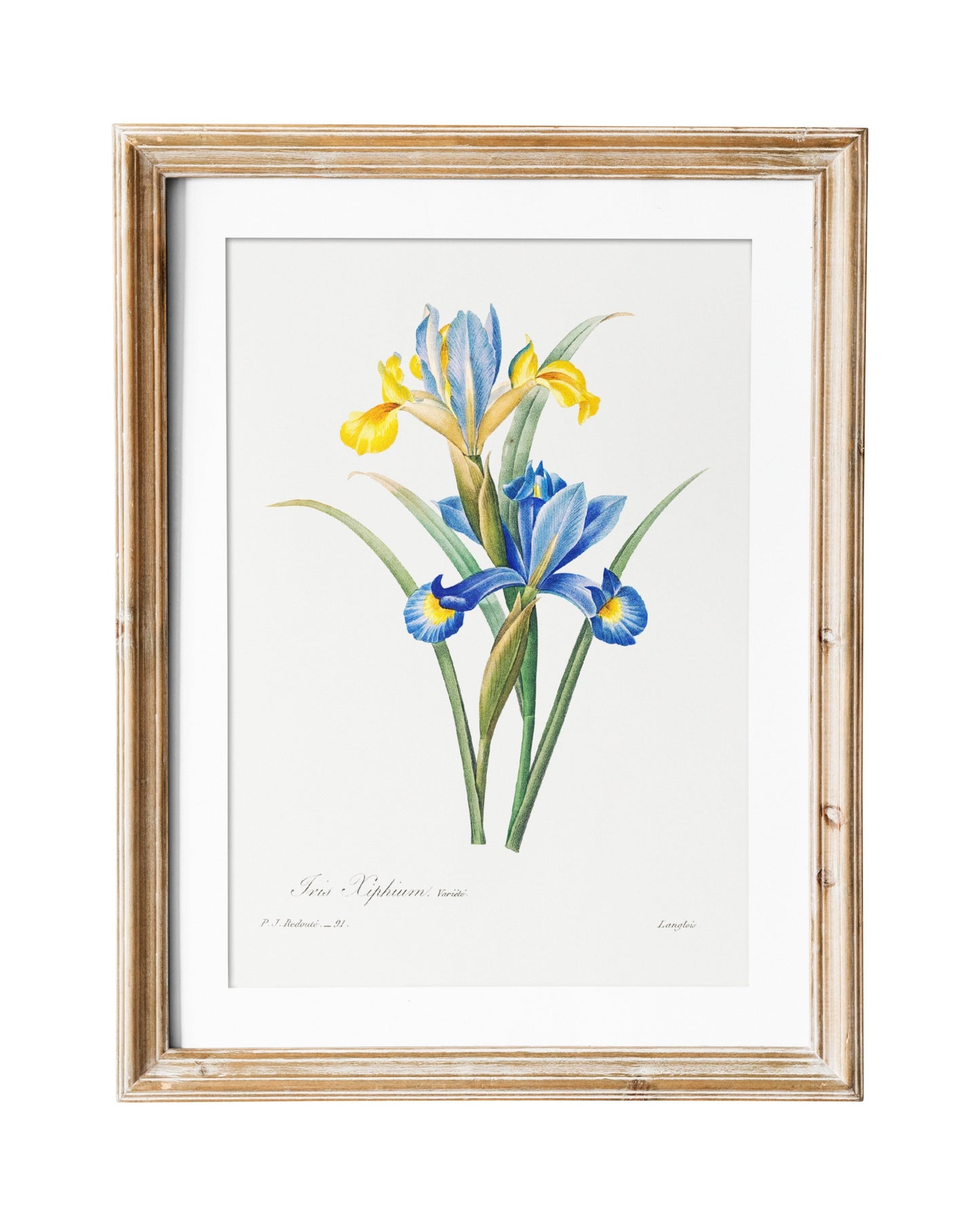 Iris Vintage Flower Print