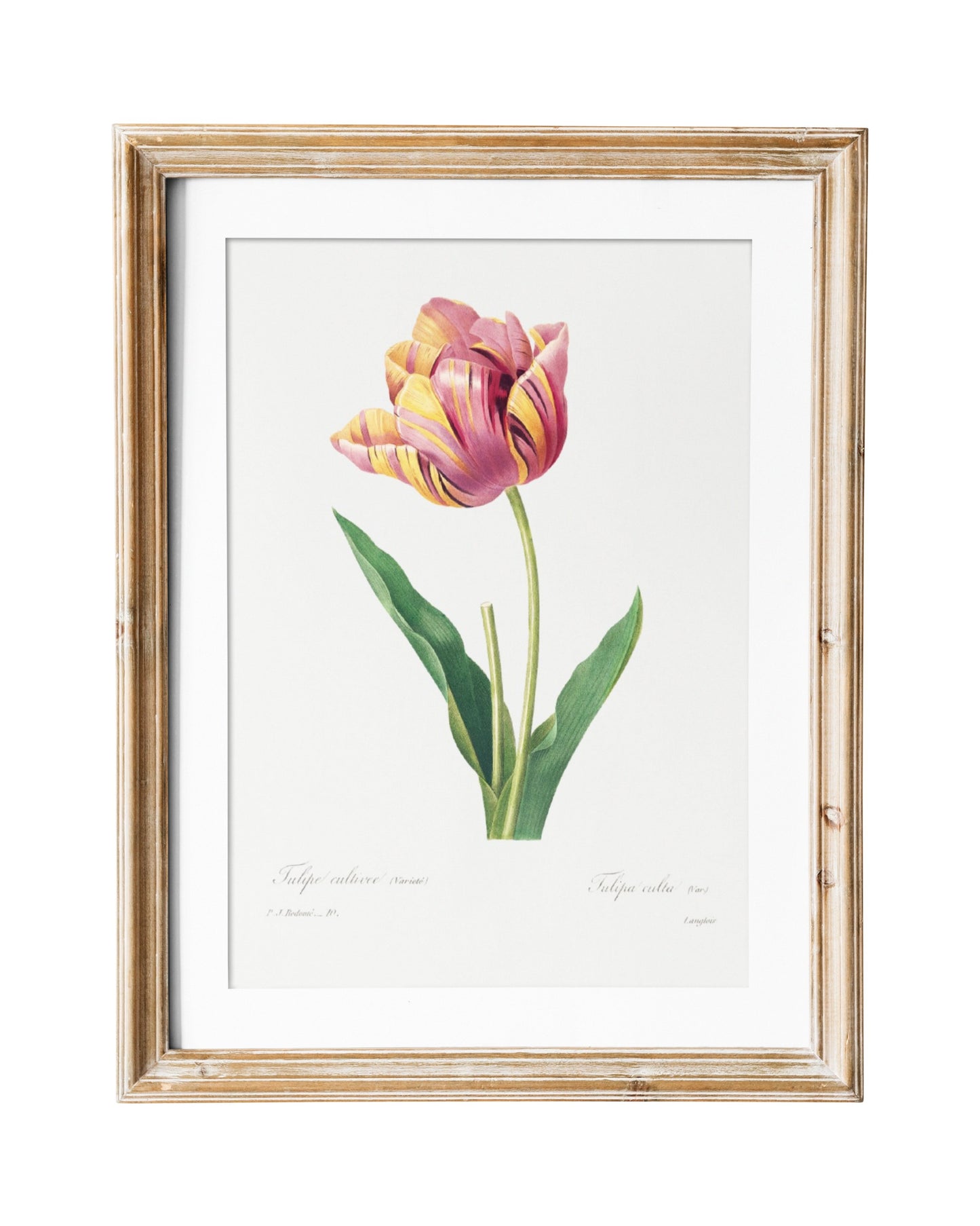 Tulip Vintage Flower Print