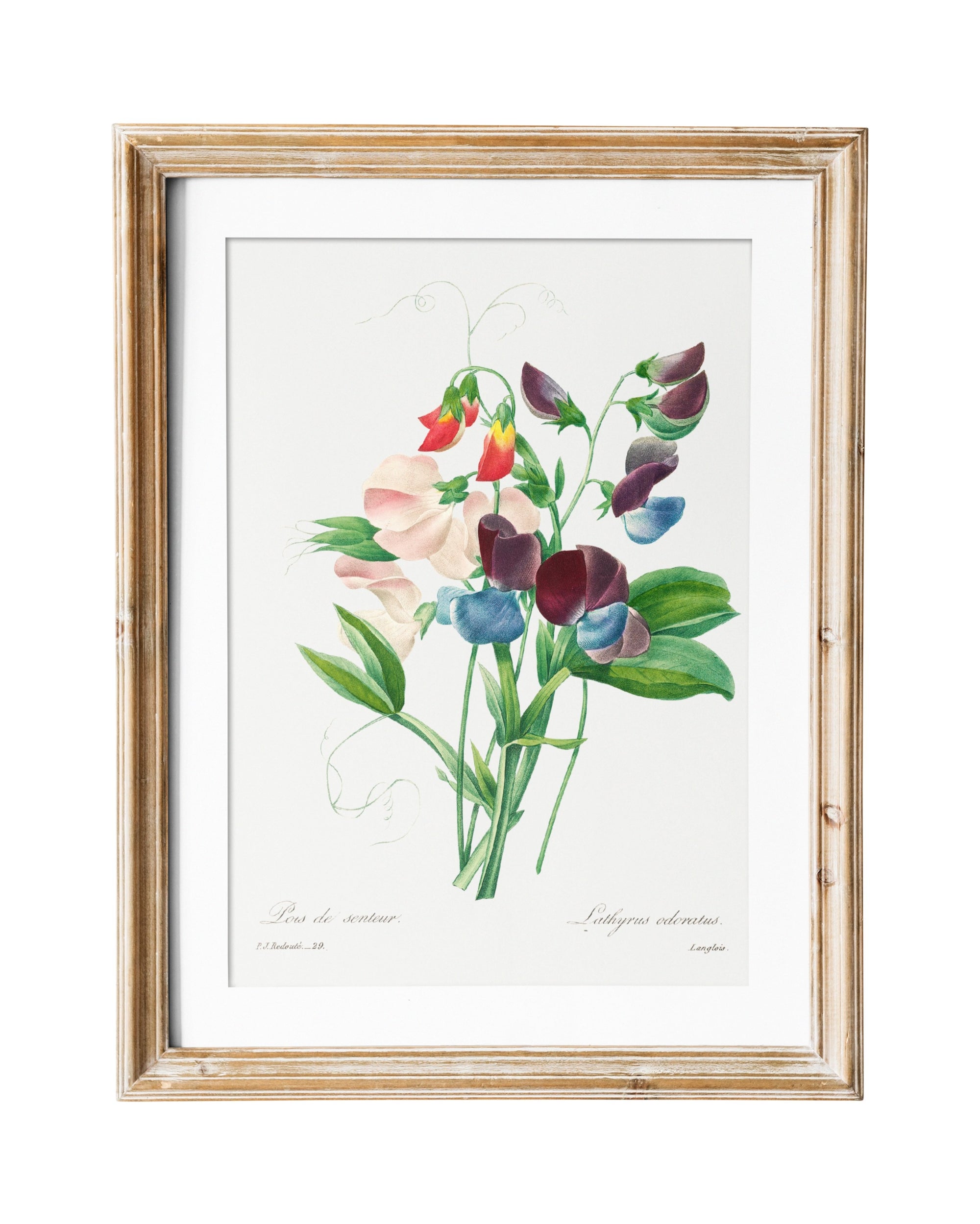 Sweet Pea Vintage Flower Print