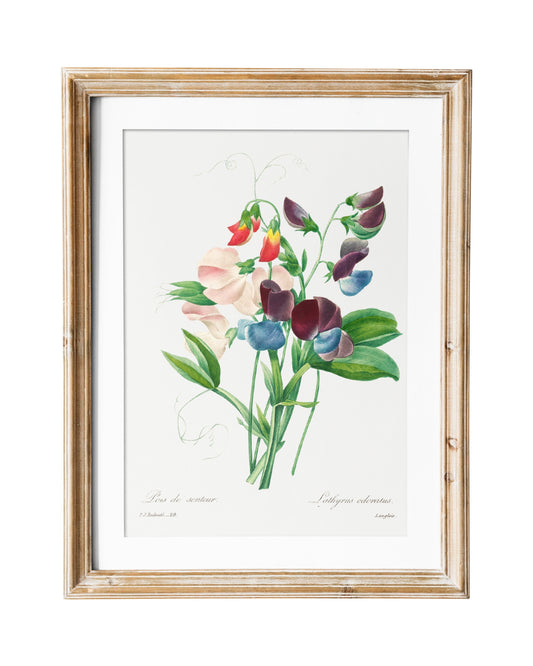 Sweet Pea Vintage Flower Print