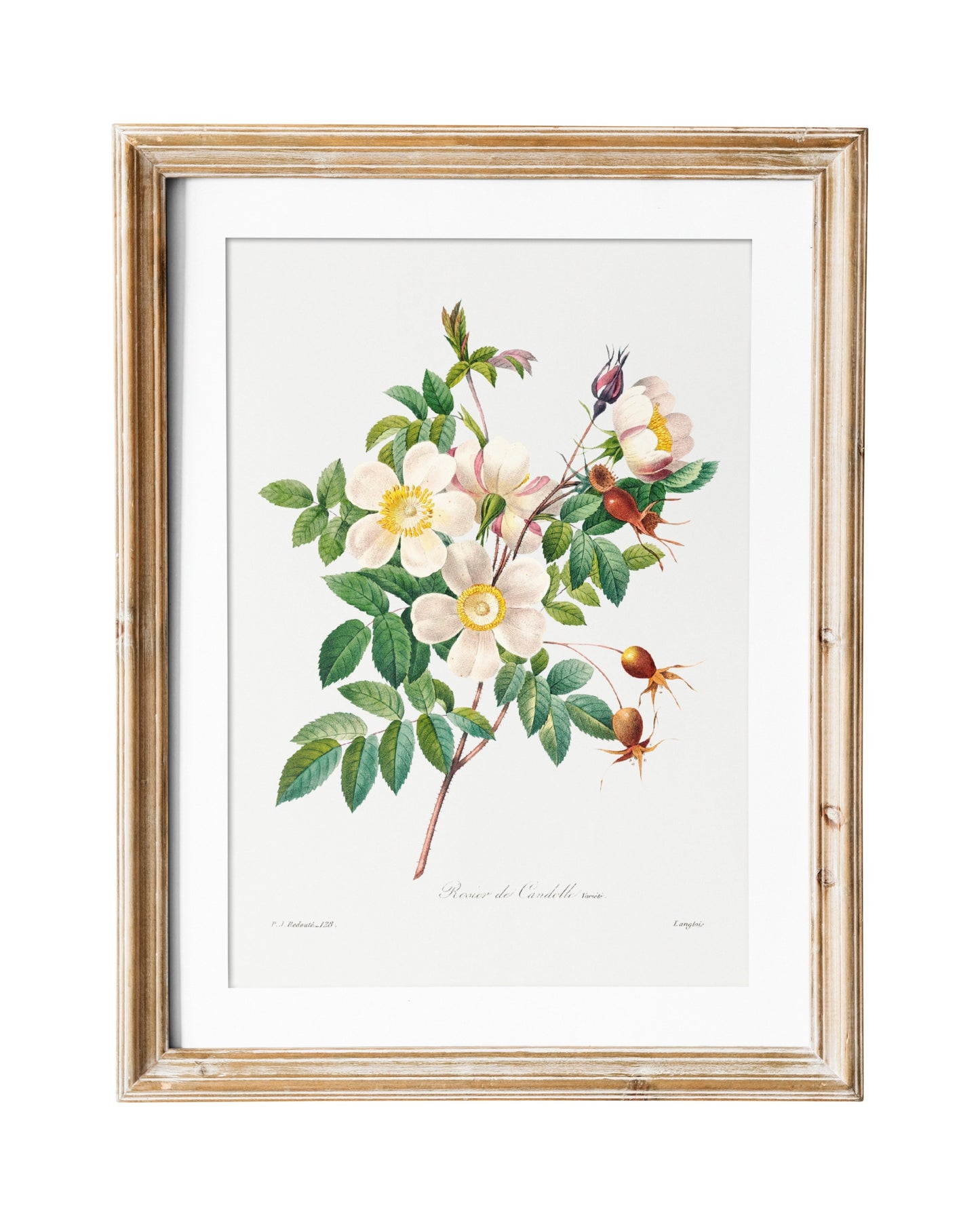 White Rose Vintage Flower Print