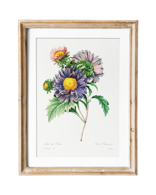 Aster Vintage Flower Print