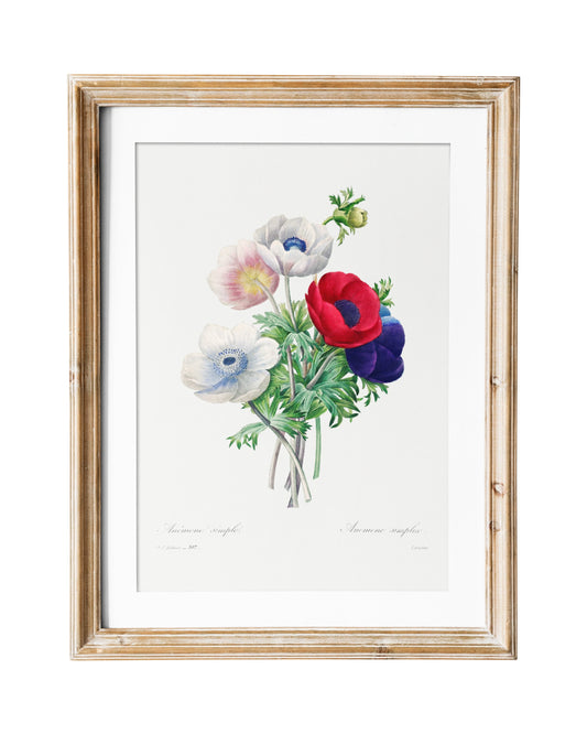 Anemone Vintage Flower Print