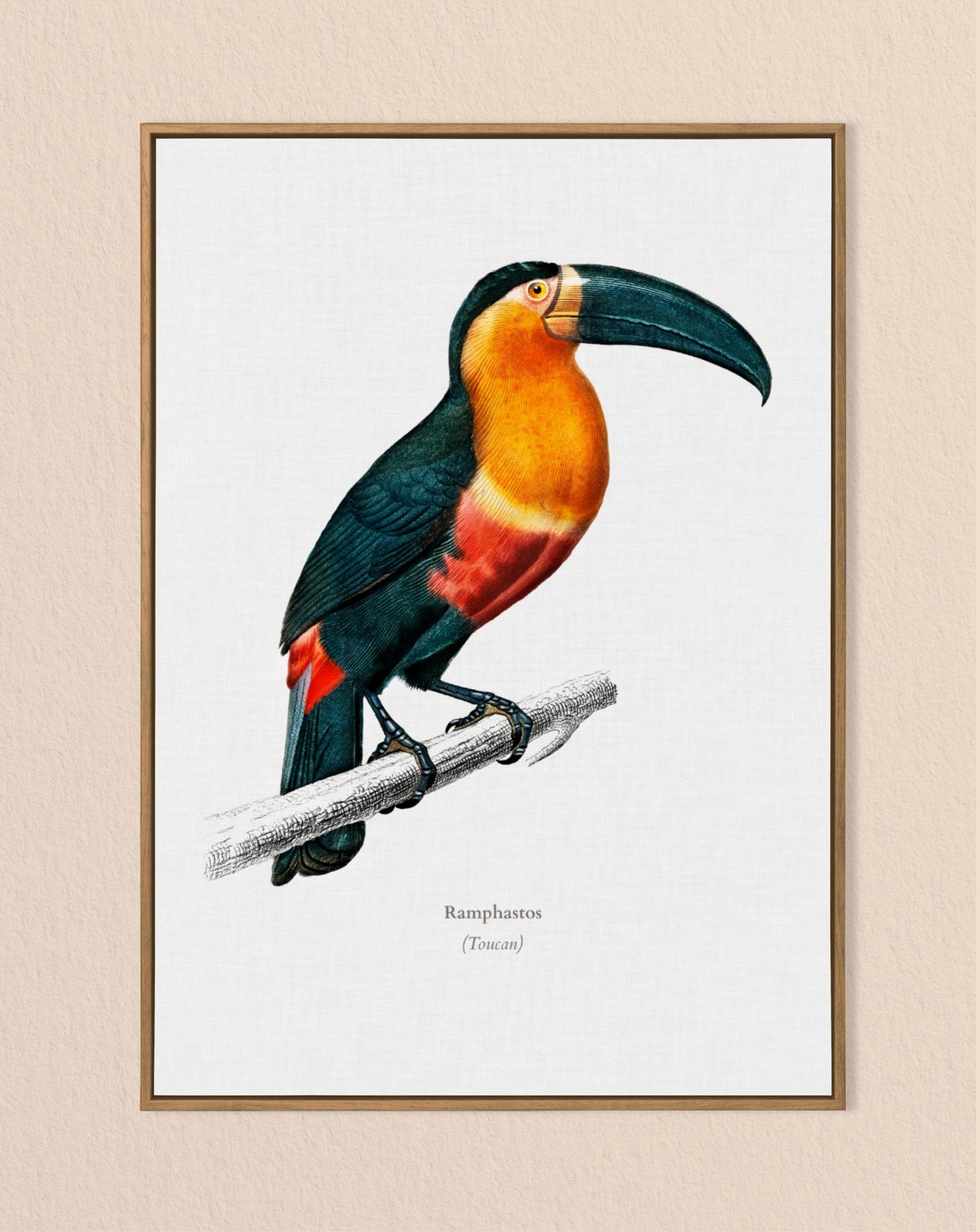 Toucan Vintage Print