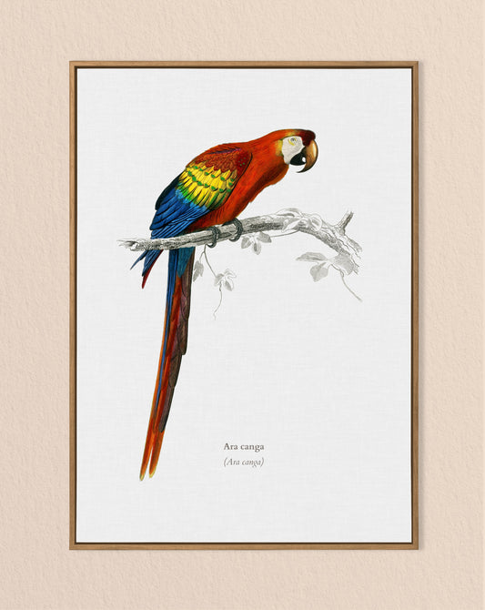 Macaw Parrot Vintage Print