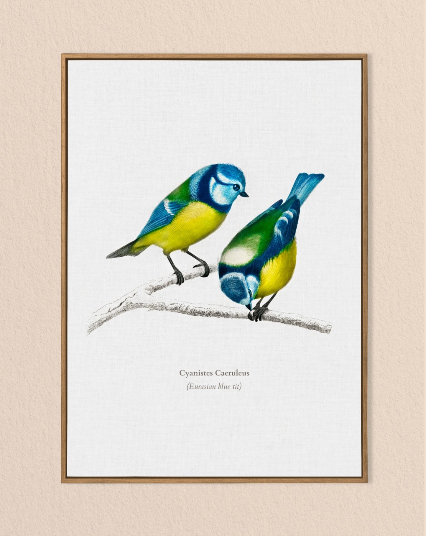 Blue Tit Vintage Print