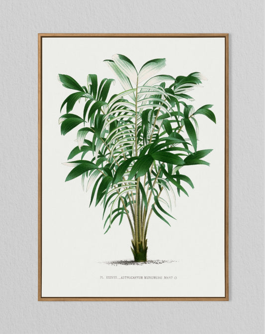 Palm Tree No 2 Vintage Print