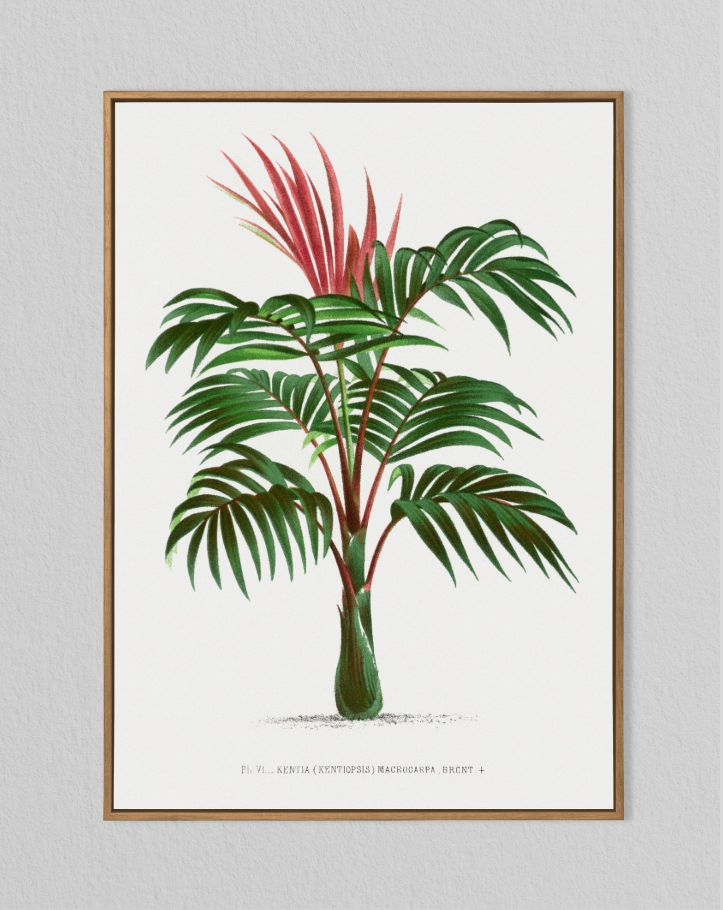 Palm Tree No 1 Vintage Print