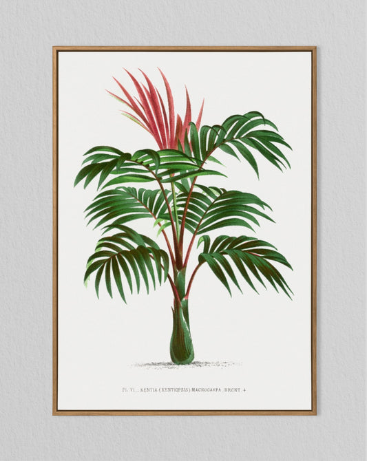 Palm Tree No 1 Vintage Print