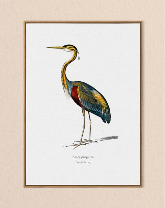 Purple Heron Vintage Print