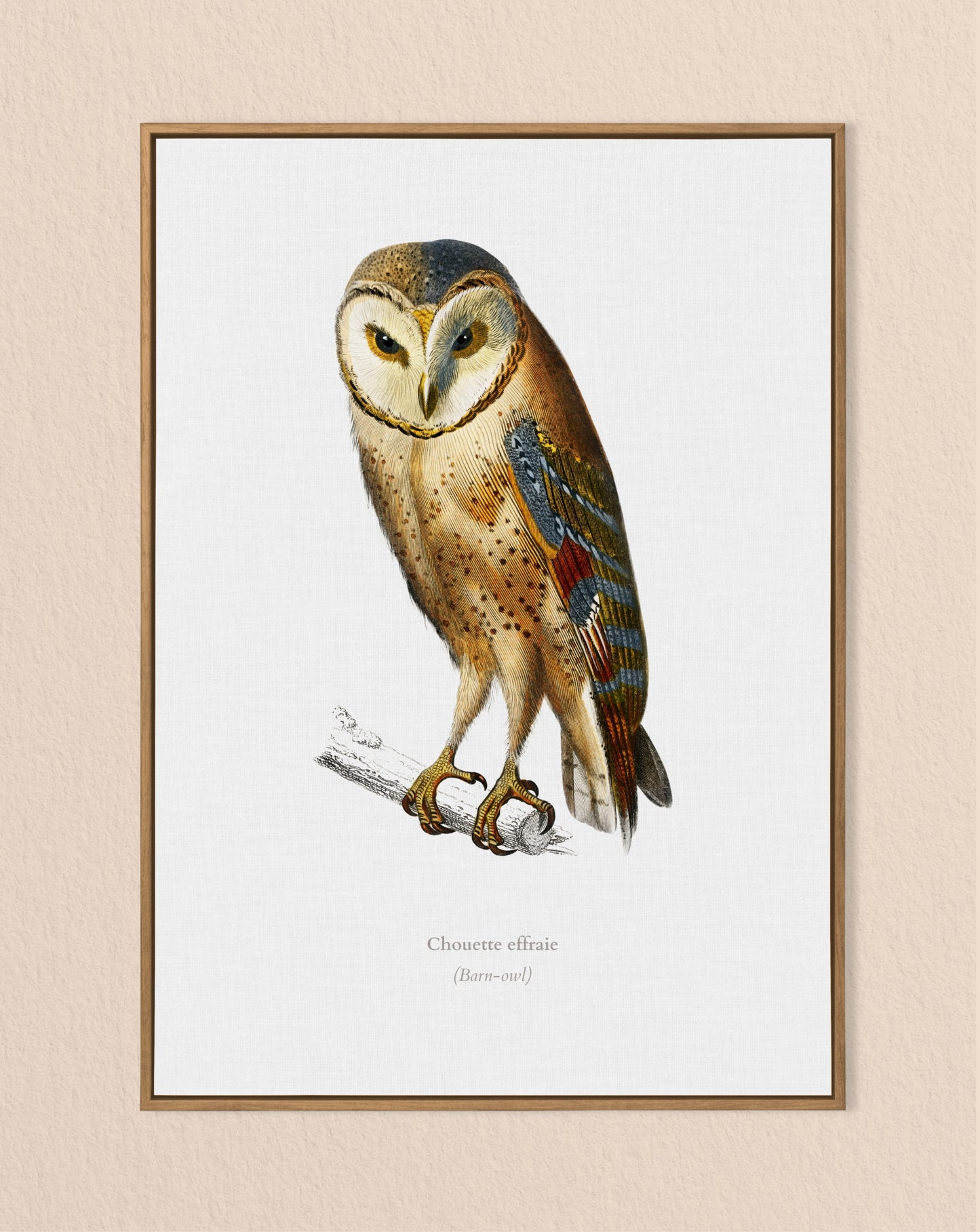 Barn Owl Vintage Print