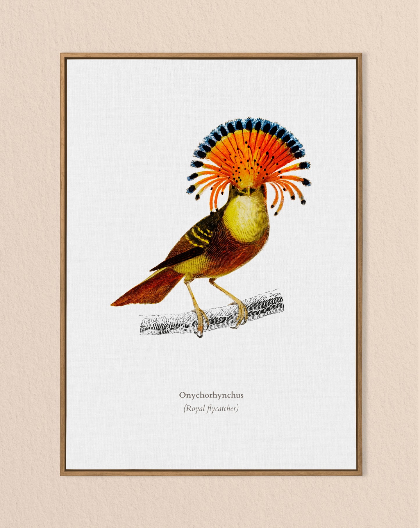 Royal Flycatcher Vintage Print