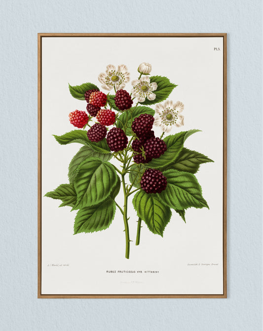 Vintage Blackberry Print