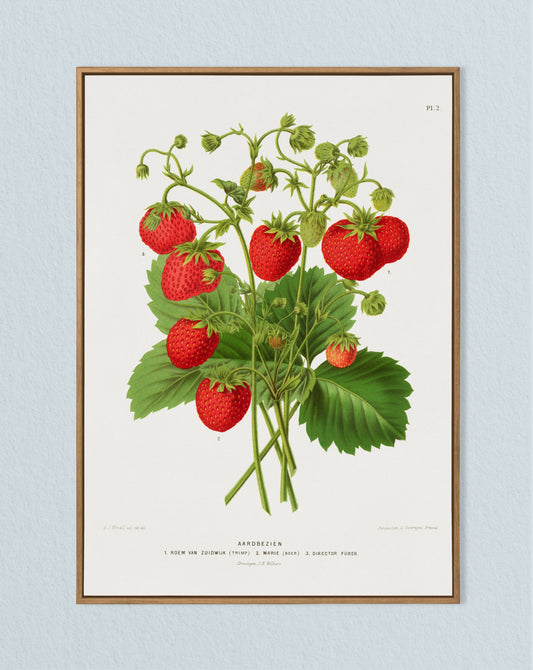 Vintage Strawberry Print