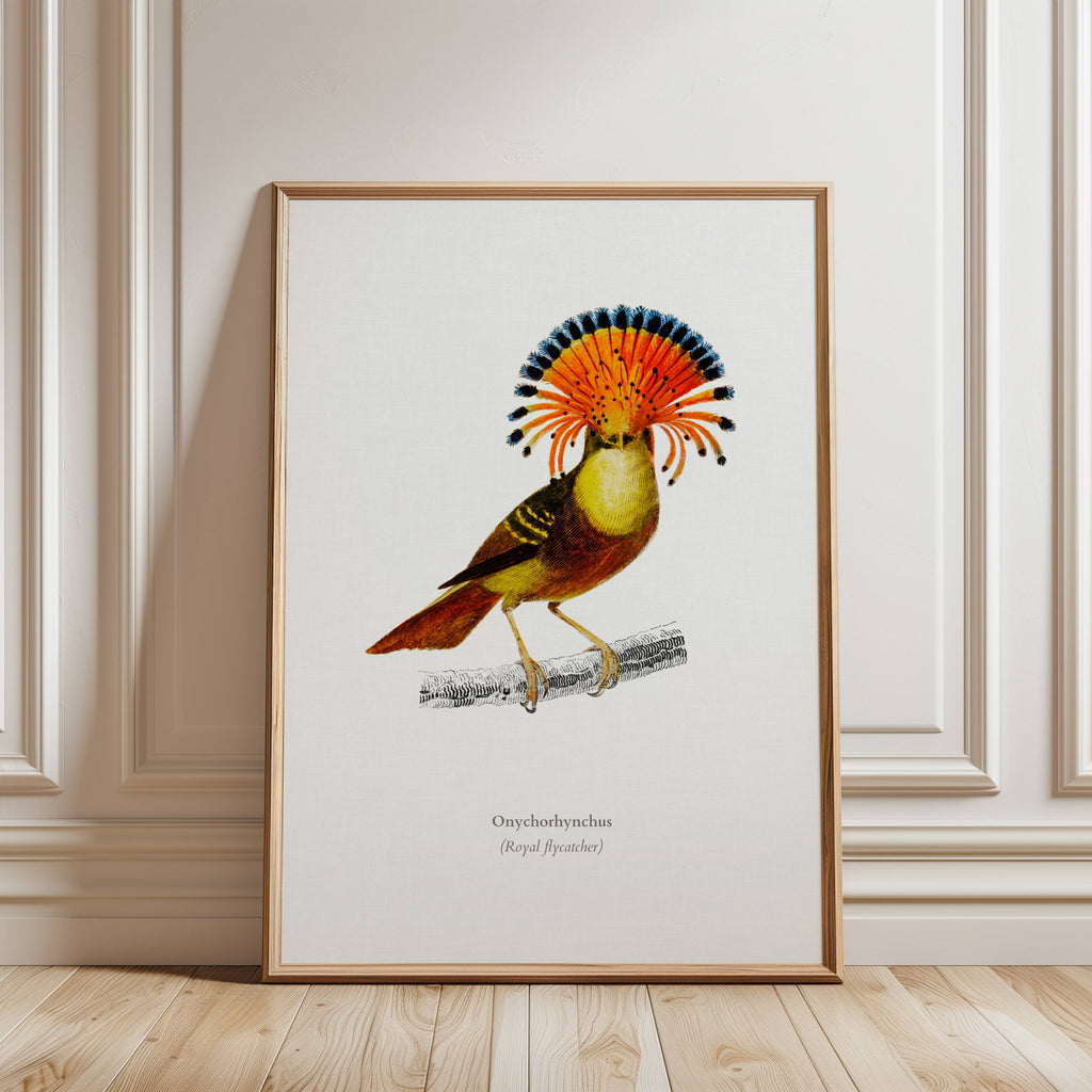 Royal Flycatcher Vintage Print