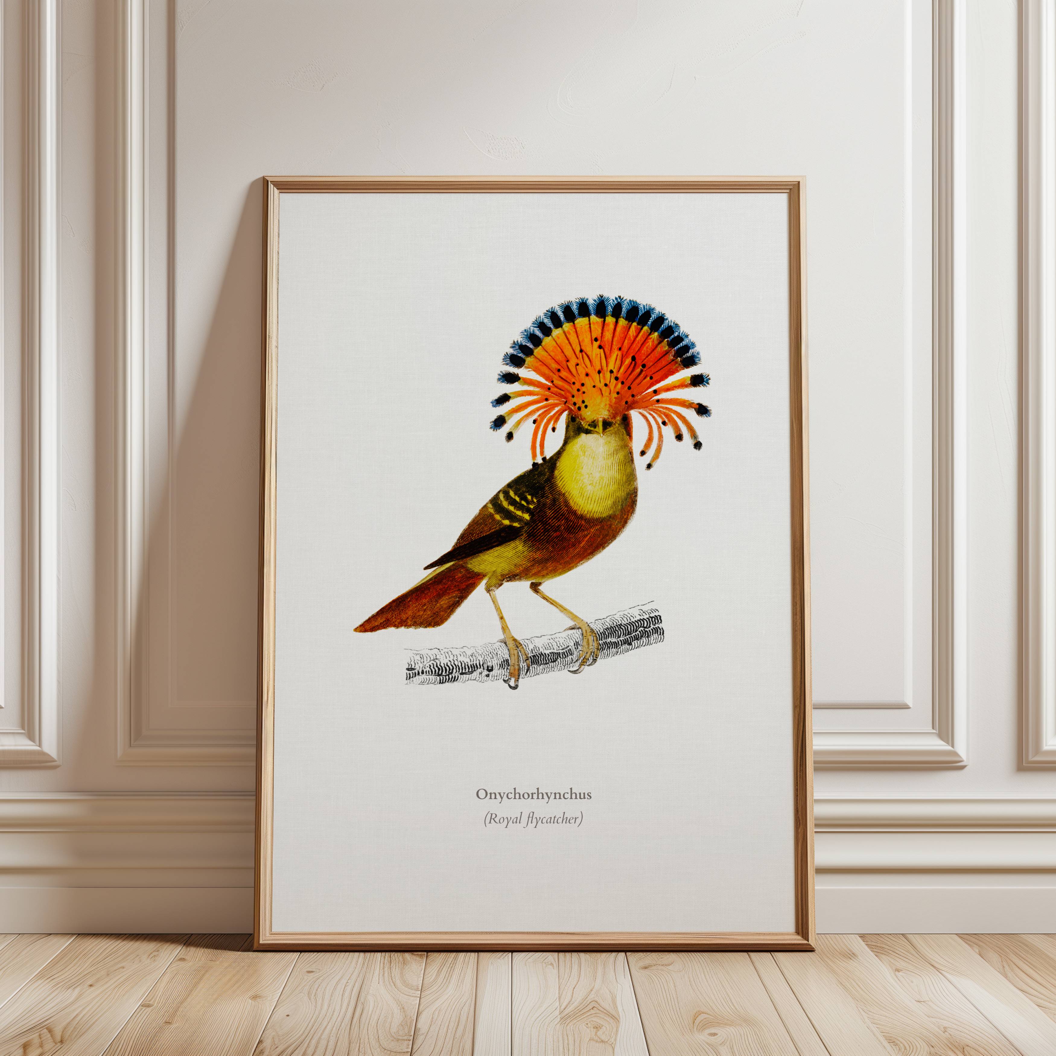 Royal Flycatcher Vintage Print