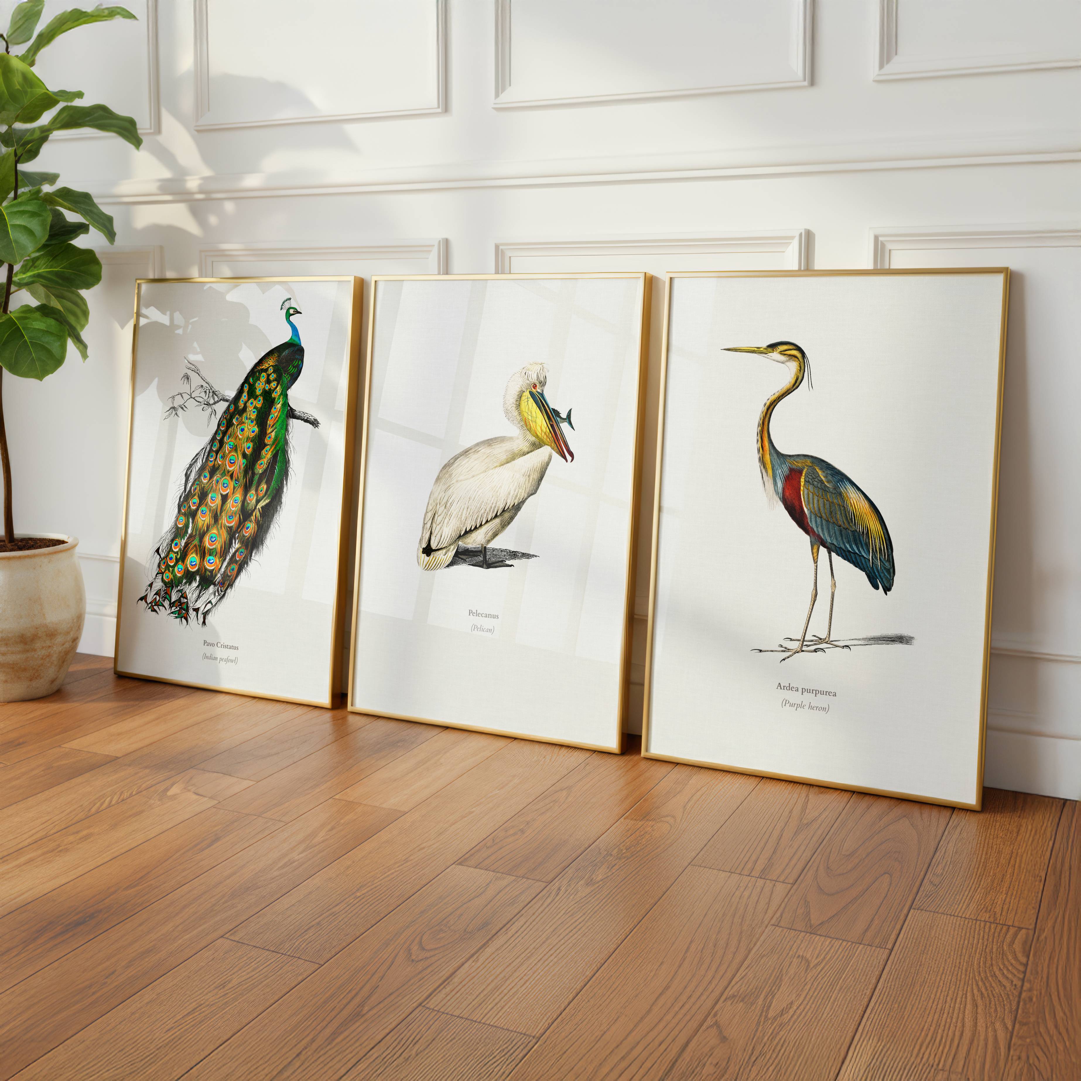 Three framed illustrations of birds illustration by Charles Dessalines D'Orbigny on a wooden floor with a plant in the corner.