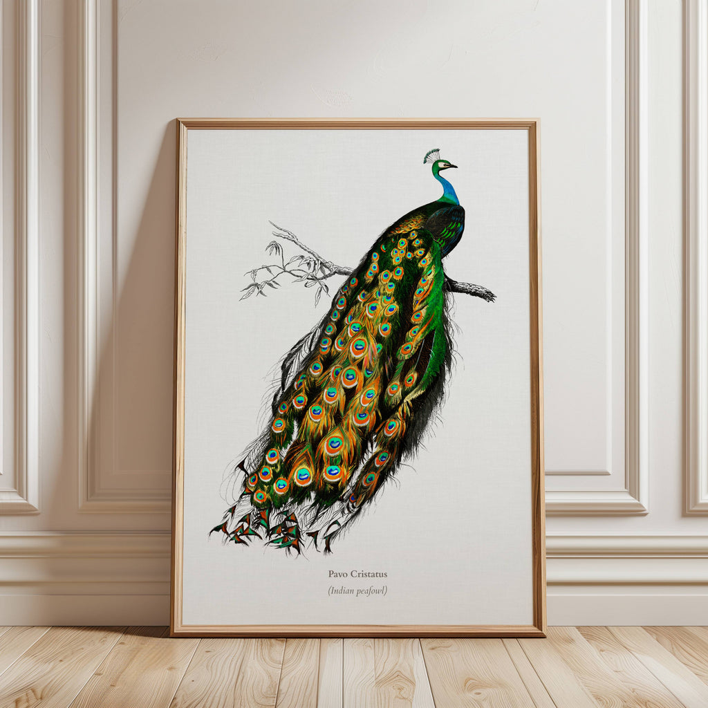 Peacock Vintage Print